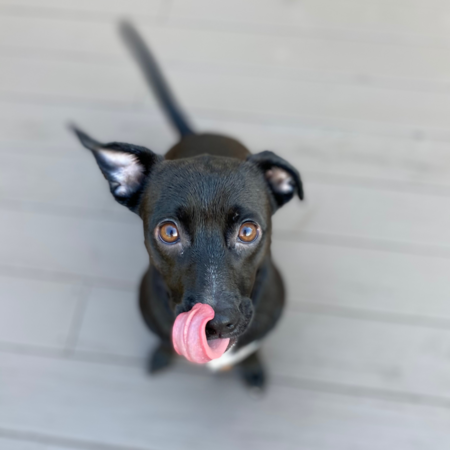 Entry image for Reese. Clicking this image will show a larger photo