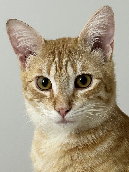 Entry image for Flash. Clicking this image will show a larger photo