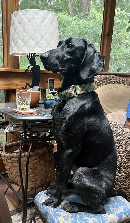 Entry image for Strider . Clicking this image will show a larger photo