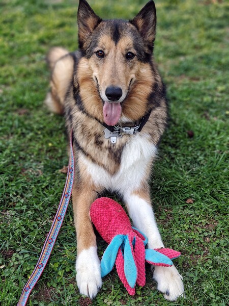 Entry image for Finn. Clicking this image will show a larger photo