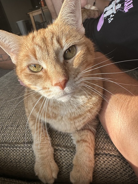 Entry image for Cheddar Cheese “CC”. Clicking this image will show a larger photo