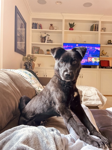 Entry image for Ellie. Clicking this image will show a larger photo