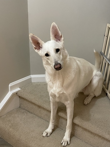 Entry image for Princess Leia. Clicking this image will show a larger photo