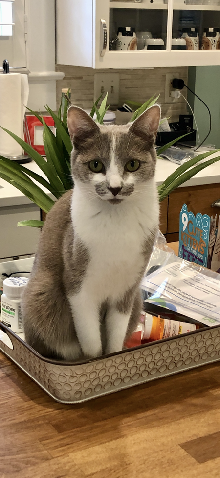 Entry image for Chanel. Clicking this image will show a larger photo