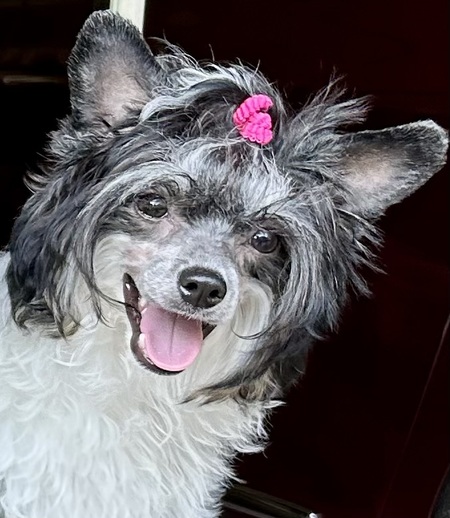 Entry image for Zoe. Clicking this image will show a larger photo