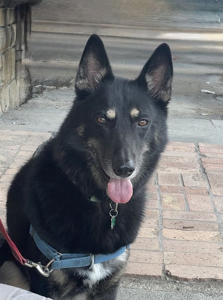 Entry image for Kona. Clicking this image will show a larger photo