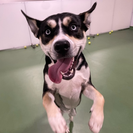 Entry image for Bodie . Clicking this image will show a larger photo