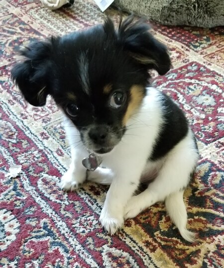 Entry image for Zuli . Clicking this image will show a larger photo