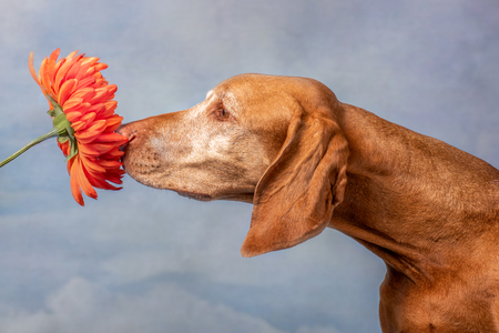 Entry image for Nellie. Clicking this image will show a larger photo