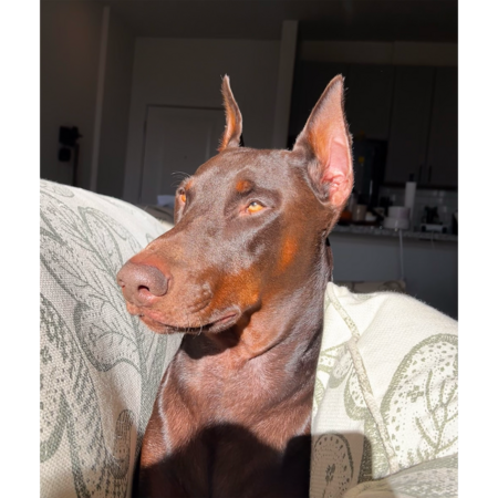Dingus