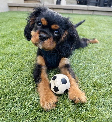 Zizou