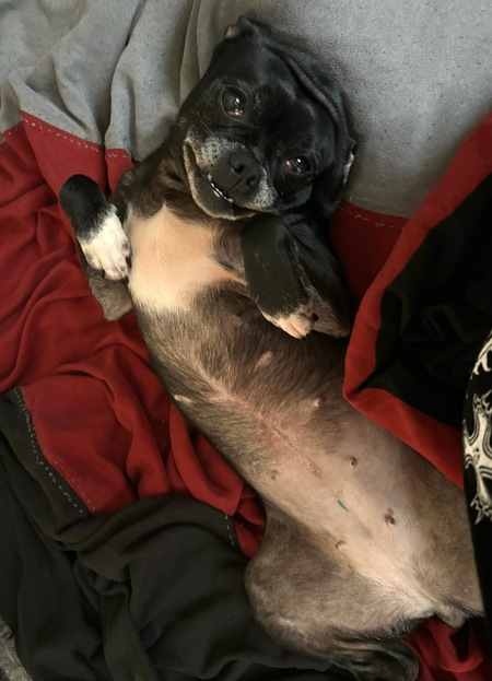 Gertrude