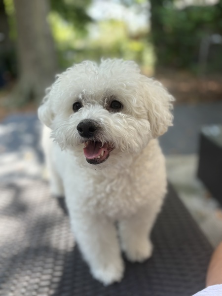 Ollie