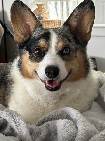 Goose