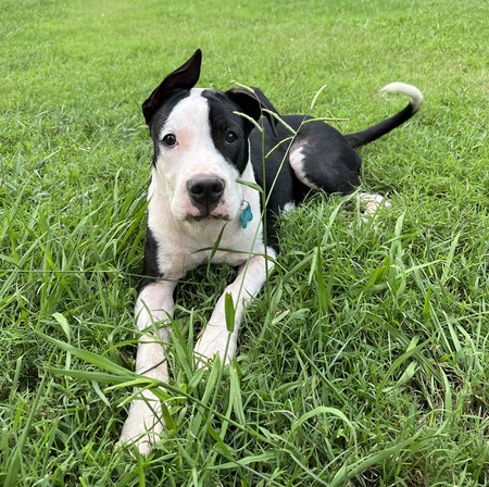 Arlo