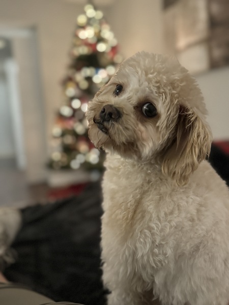 Teddy