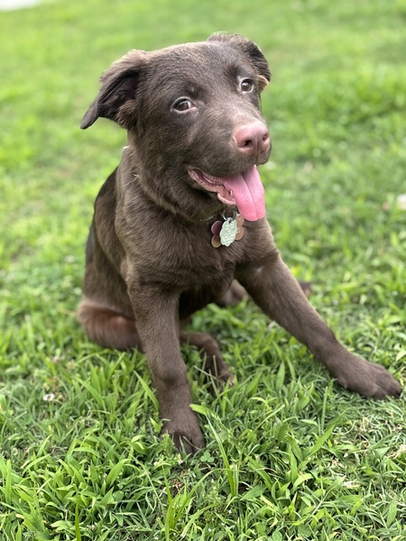 Willow