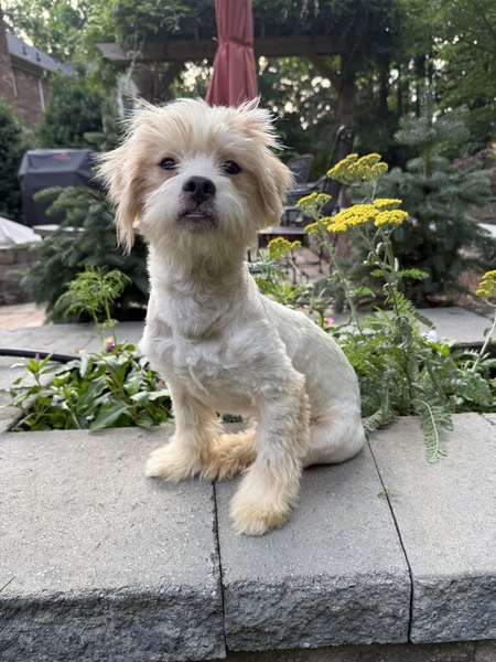 Duke