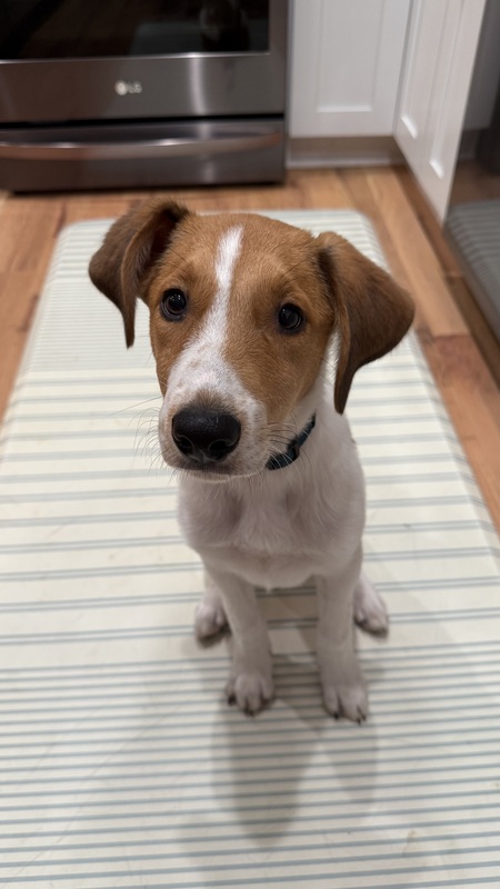 Alfie