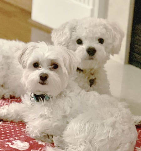 Ozzie & Toby