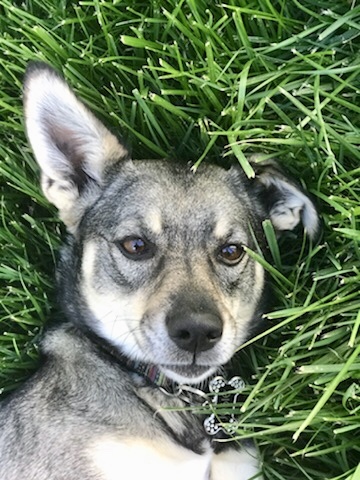 Josie