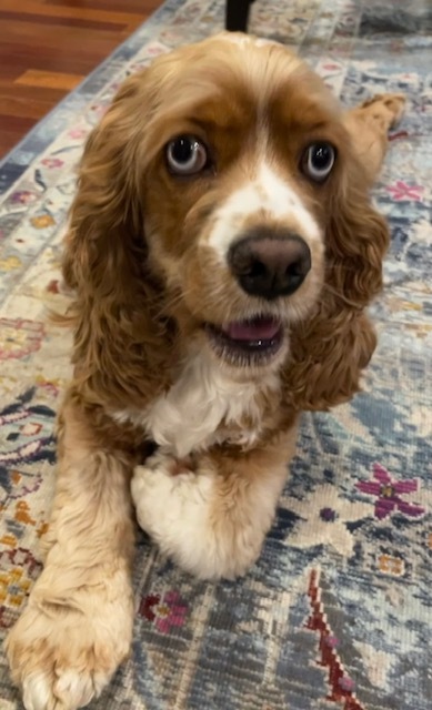 Winnie the Pooch