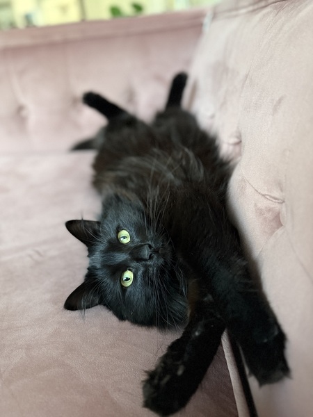 Shai