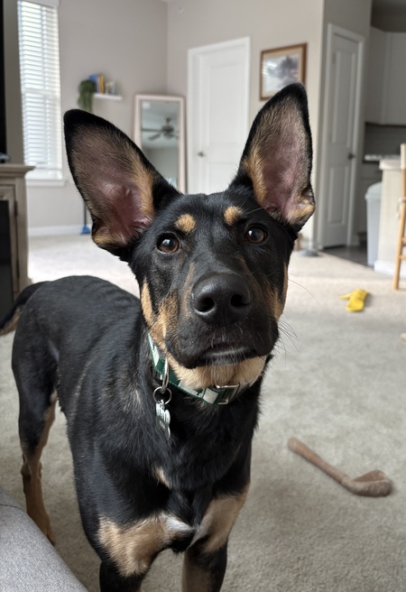 Kona