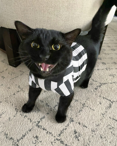 Domino 