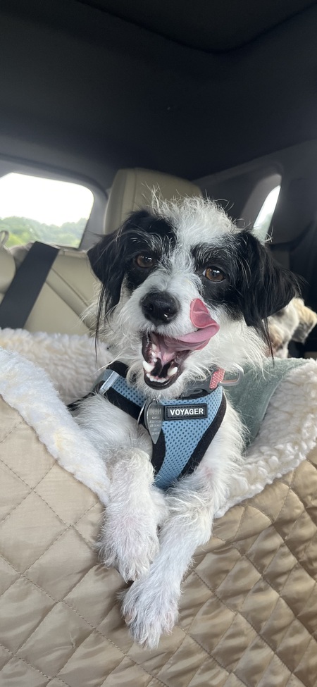 Hazel