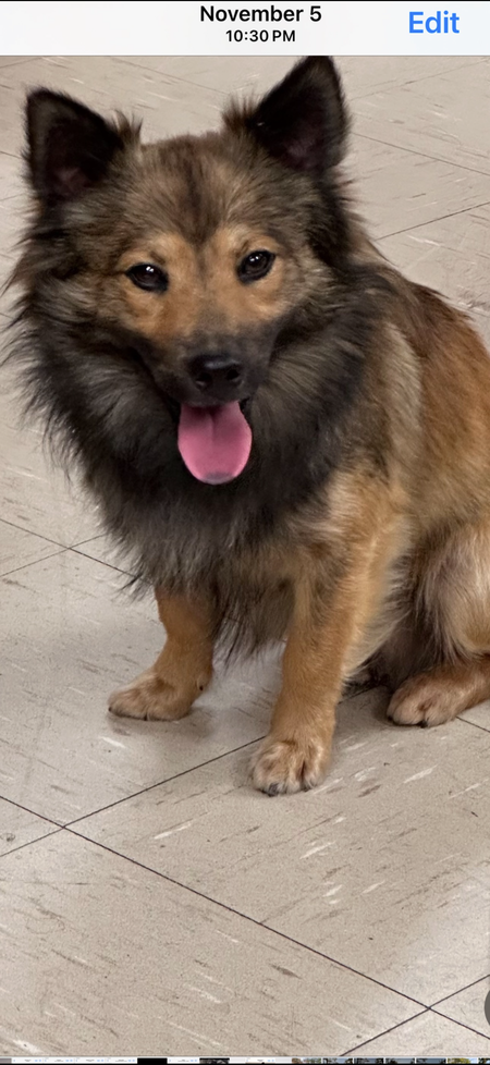 Entry image for Chewbacca. Clicking this image will show a larger photo