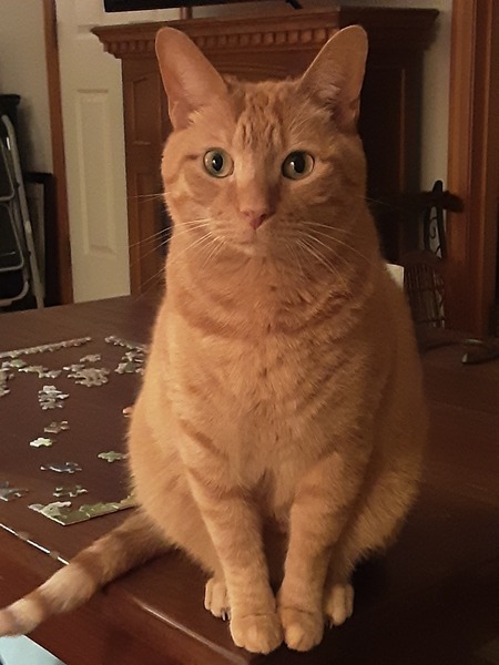 Entry image for Rowdy. Clicking this image will show a larger photo