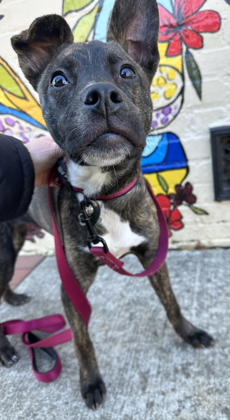 Entry image for Phoebe. Clicking this image will show a larger photo