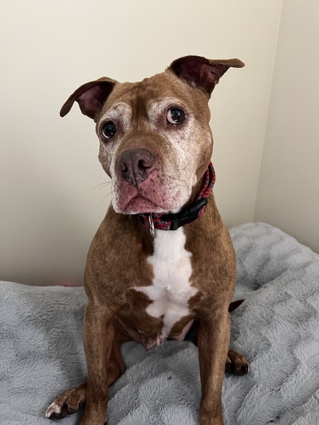 Entry image for Stella. Clicking this image will show a larger photo