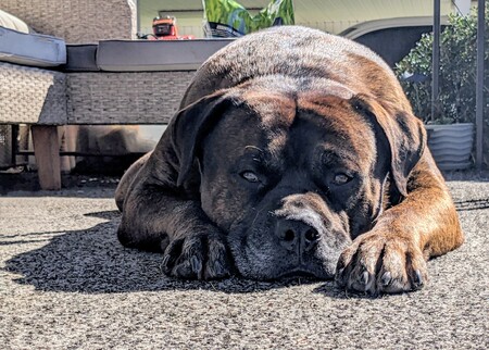 Entry image for Norman. Clicking this image will show a larger photo