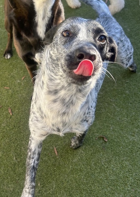 Entry image for Pickles. Clicking this image will show a larger photo