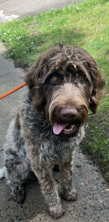 Entry image for Grover. Clicking this image will show a larger photo