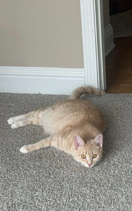 Entry image for Nesse. Clicking this image will show a larger photo