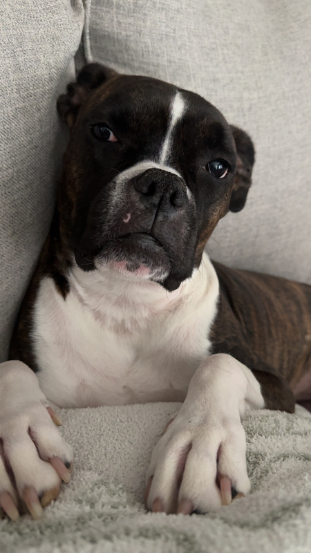 Entry image for Sweetart . Clicking this image will show a larger photo