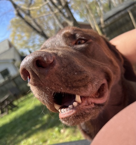 Entry image for Ranger. Clicking this image will show a larger photo