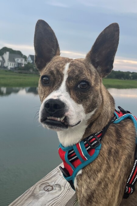 Entry image for Jovie. Clicking this image will show a larger photo