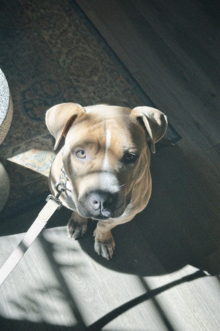 Entry image for Stevie. Clicking this image will show a larger photo