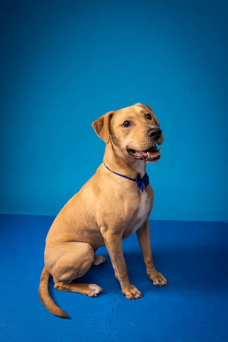 Entry image for Sir Hogan Houdini. Clicking this image will show a larger photo