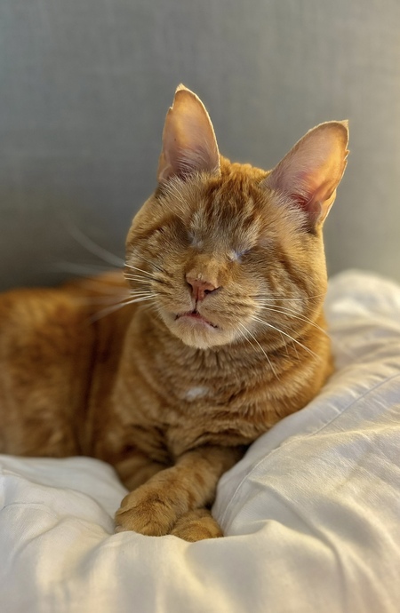 Entry image for Moxie. Clicking this image will show a larger photo