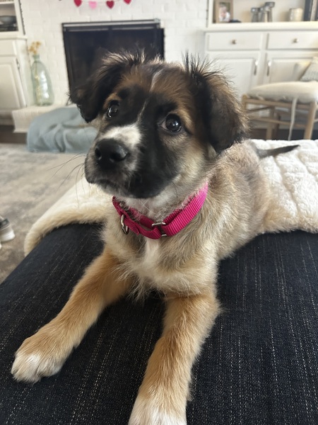 Entry image for Millie. Clicking this image will show a larger photo