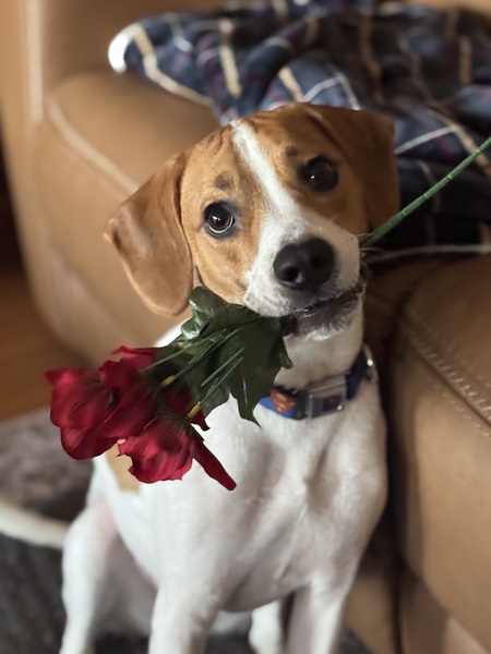 Entry image for Niko. Clicking this image will show a larger photo