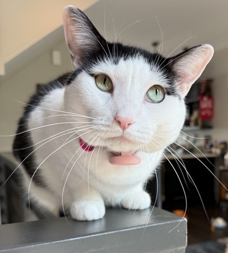 Entry image for Pixie. Clicking this image will show a larger photo