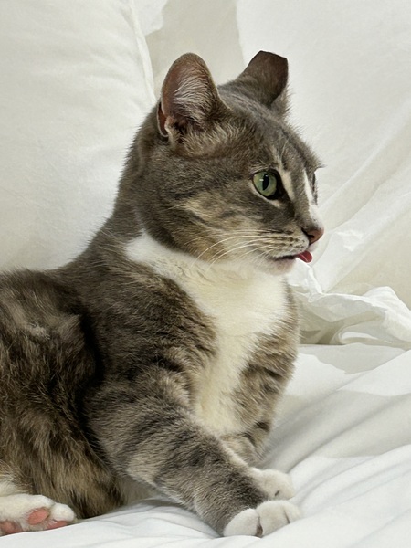 Entry image for Izzy. Clicking this image will show a larger photo