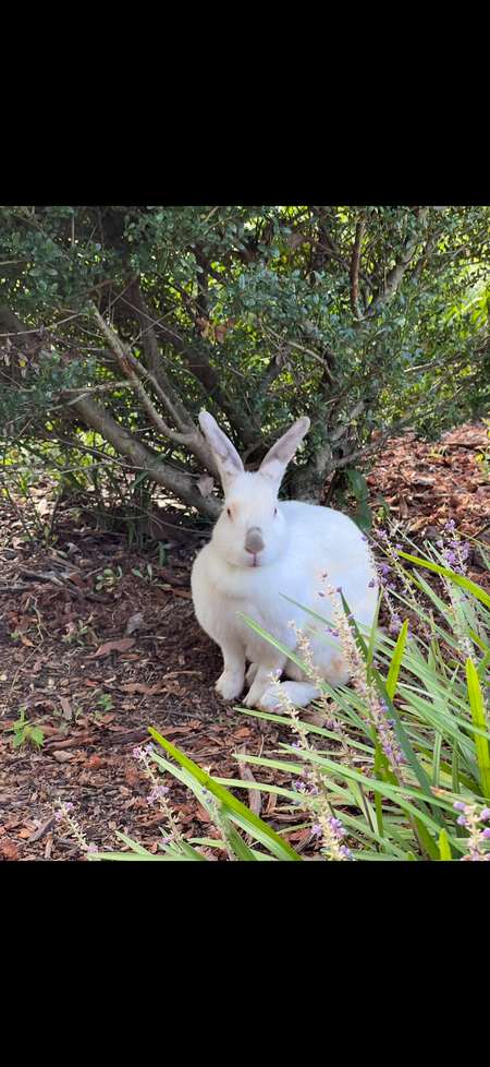 Entry image for Hoppy. Clicking this image will show a larger photo