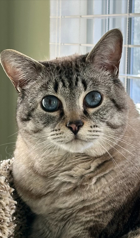 Entry image for Captain Sully. Clicking this image will show a larger photo